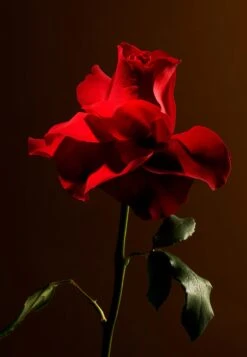 Rituals Imperial Rose Scented Candle Private CollectionCandela Profumata- Uomo Fragranze RIG34I02L-S11 -Vendite KORRES 11d044b70d6d4c7ea8cf0fec2535176c