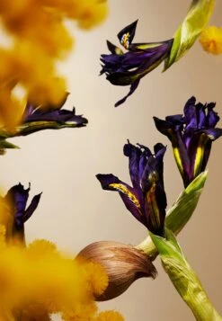 Rituals Orris Mimosa Car Perfume Refill Private CollectionProfumo Per Ambienti- Uomo Fragranze RIG34I026-S11 -Vendite KORRES eb7c17182a04427fad6f1e0447fd564b